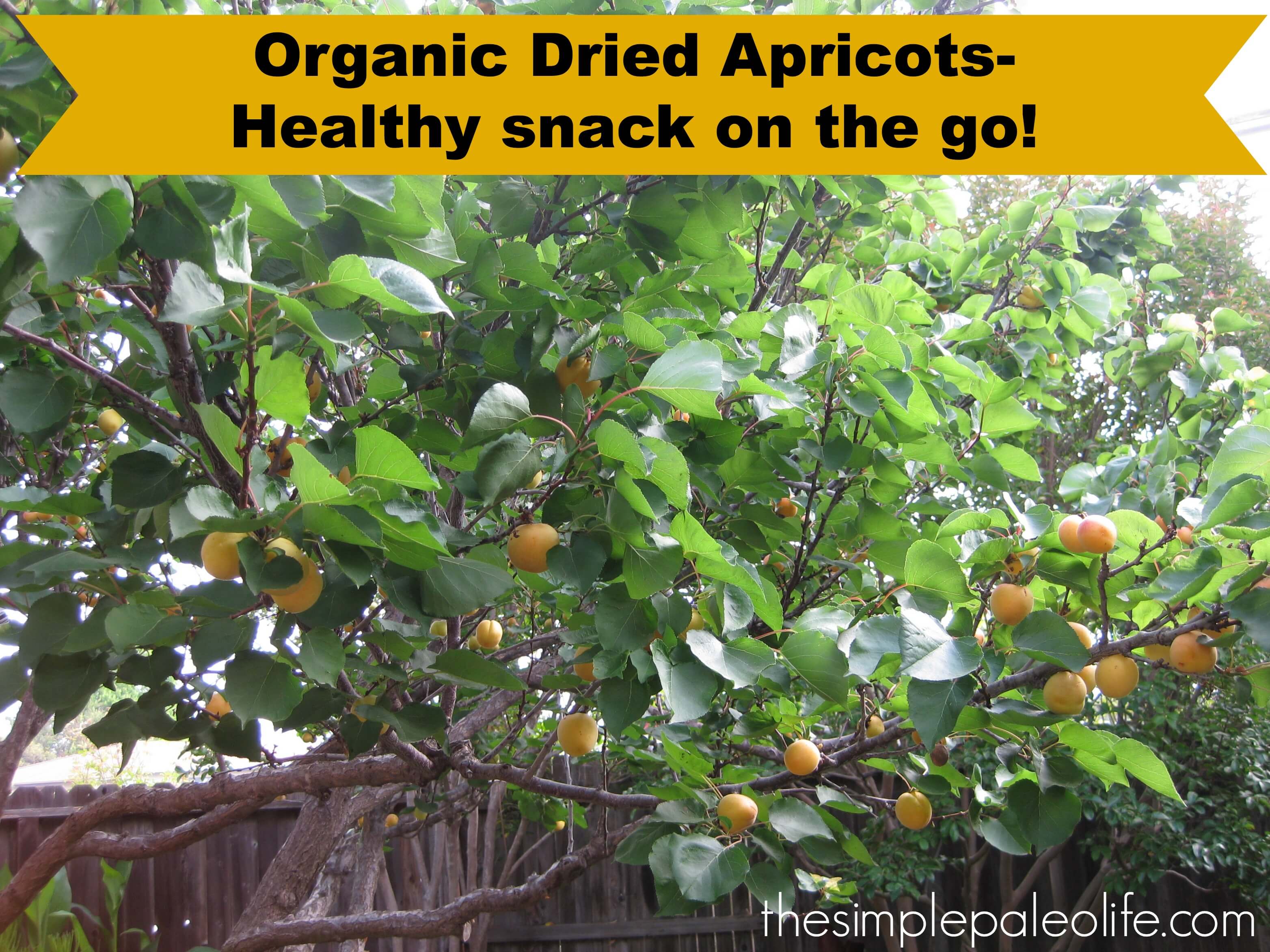 Organic Dried Apricots-Healthy Snack on the go!
