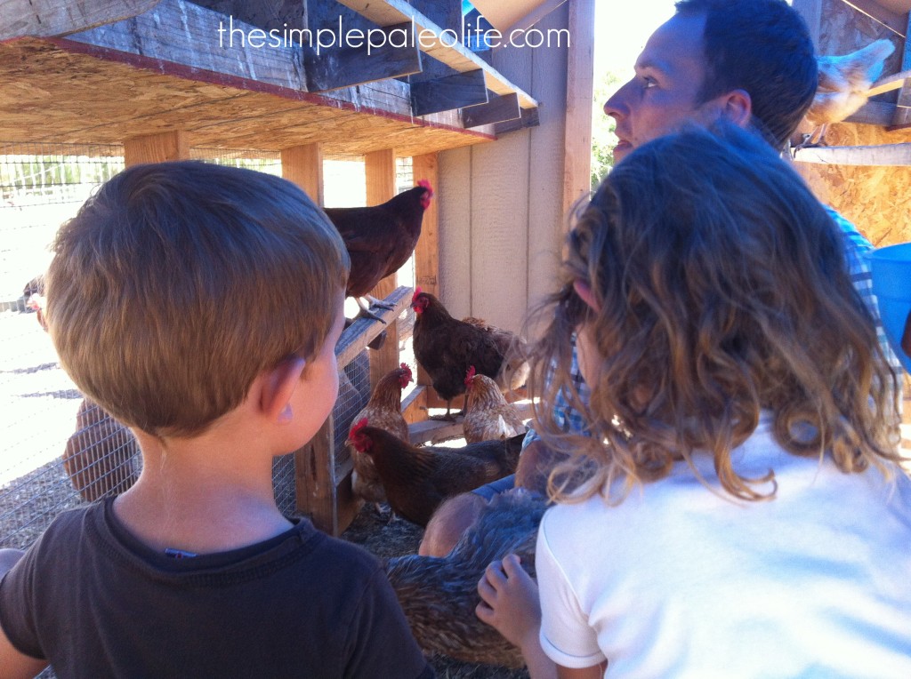 free range chicken coop