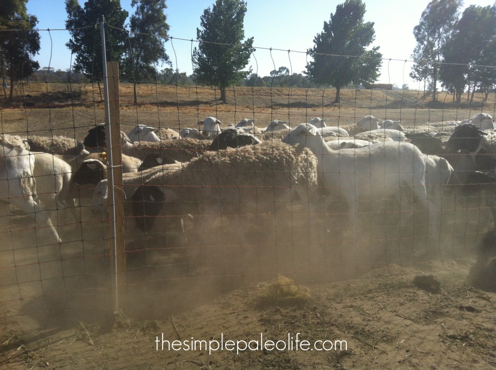 ethical sheep farm