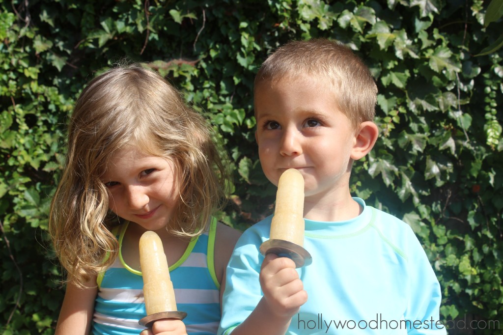 Kombucha Pops