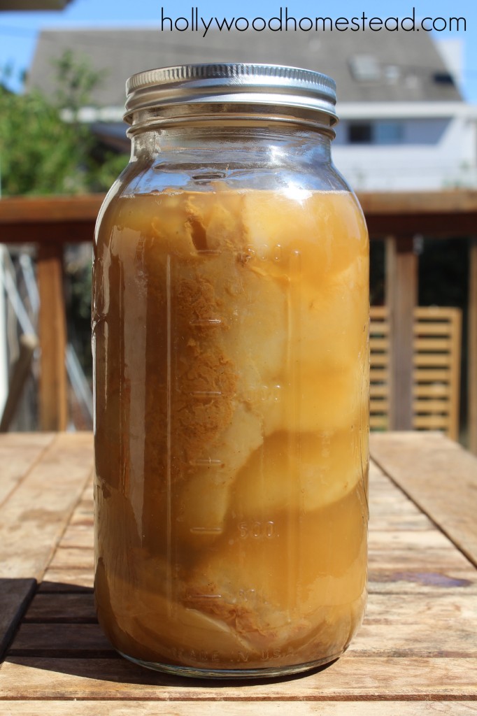 kombucha scoby