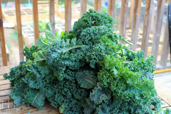 Healthy kale 1 WM