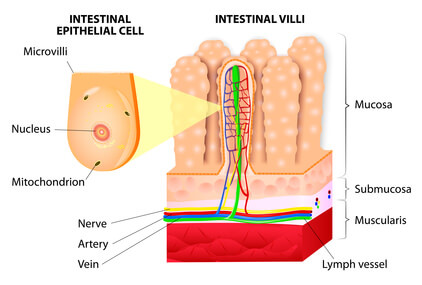 leaky gut damaged villi 