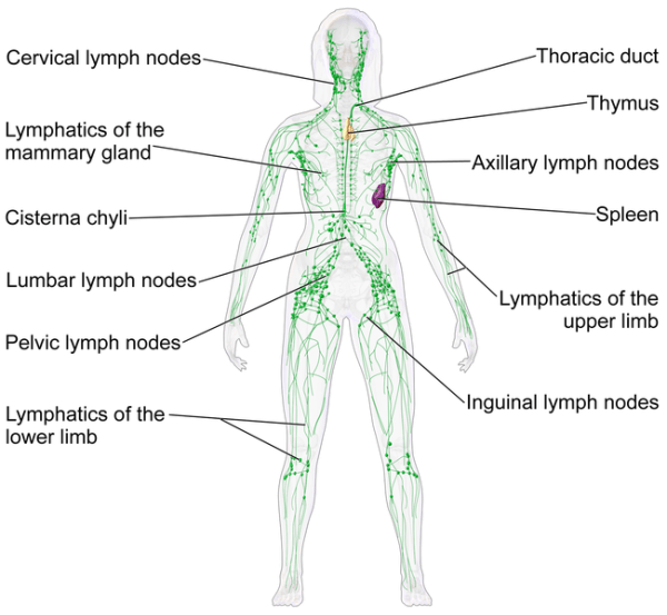 lymphatic system dry brushing