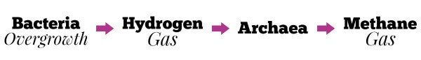 Treating SIBO (Part 6): Hydrogen vs. Methane SIBO - Hollywood Homestead