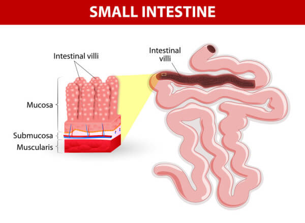 small intestine villi 