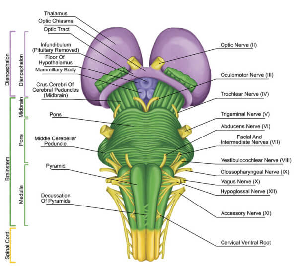 vagus nerve