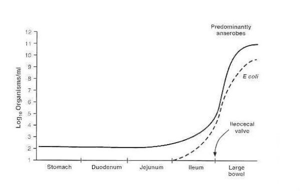 Concentration of bacterial flora in different parts of the gastrointestinal tract