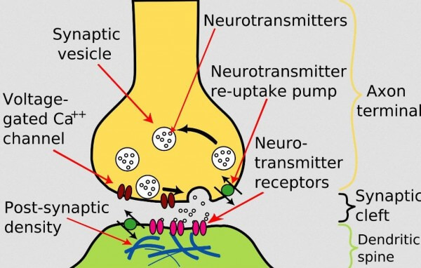 image of calcium and glutamate at nerve receptor