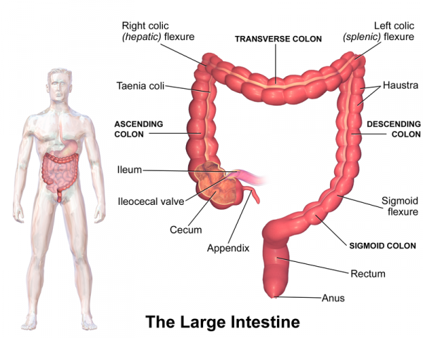 colon of parts Types Pain IBS Understanding Hollywood Homestead