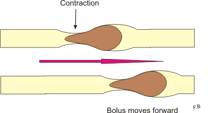 motility image