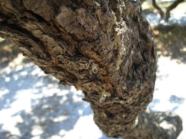 mastic gum tree