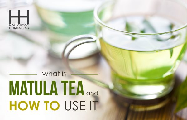 Matula Tea (and how to use it) 