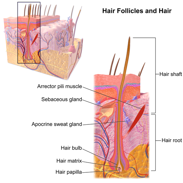 hair follicle