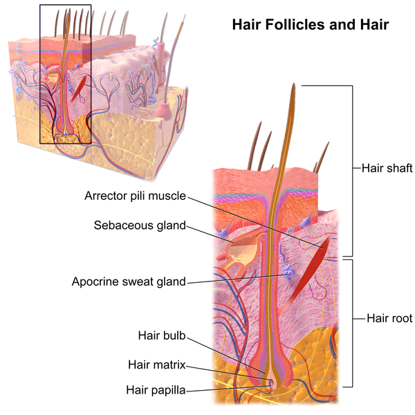 diagram of hair follicle