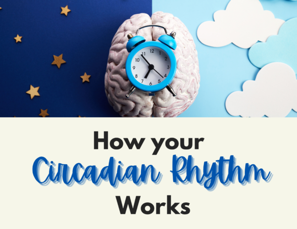 image of a clock on top of a brain with a dual night-sky and cloudy-sky background over the title "How Your Circadian Rhythm Works"