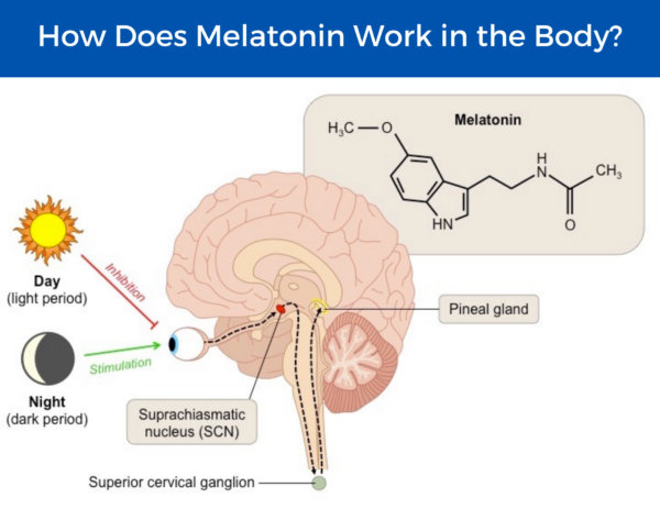 diagram containing information on how melatonin works in the body