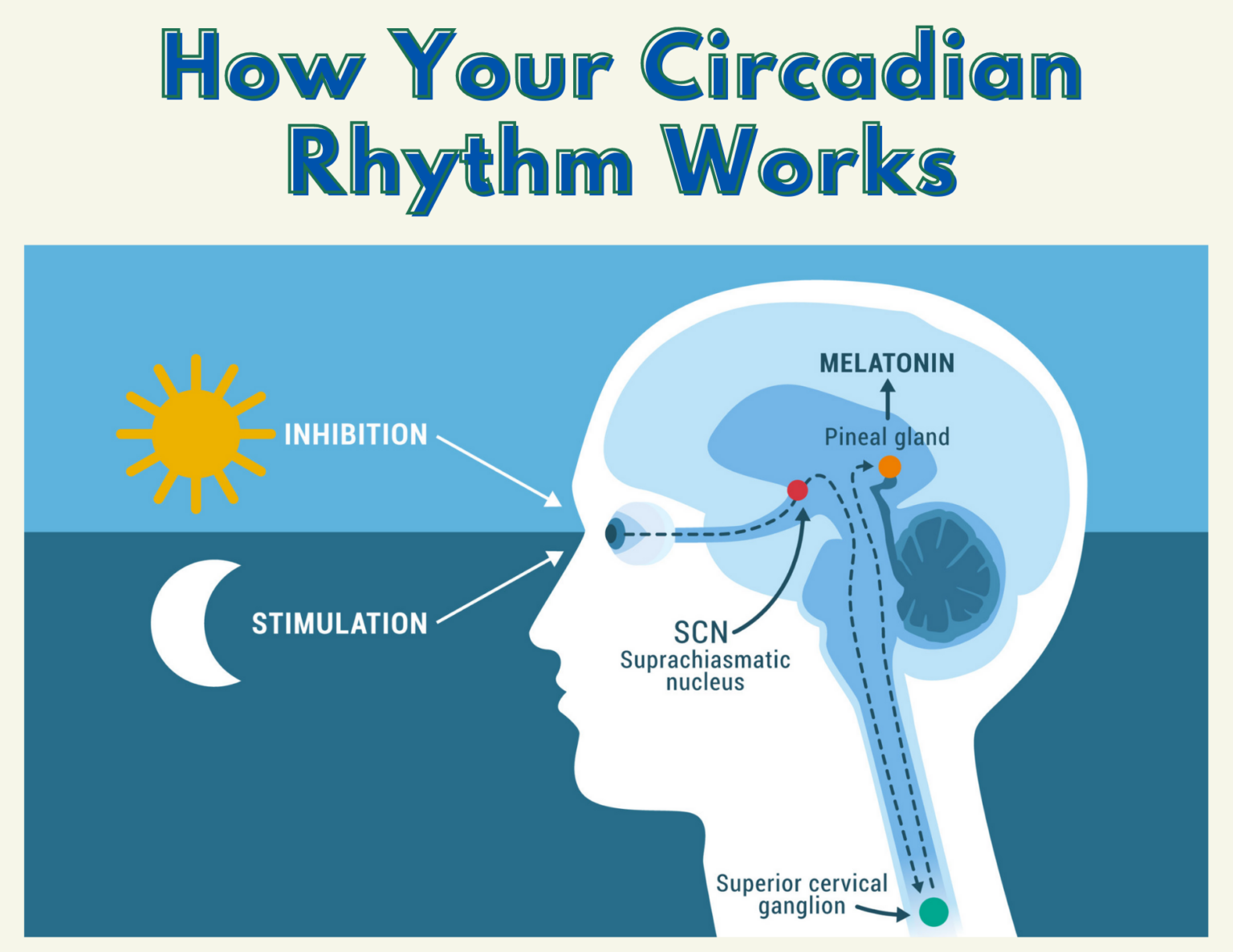 how-your-circadian-rhythm-works-hollywood-homestead