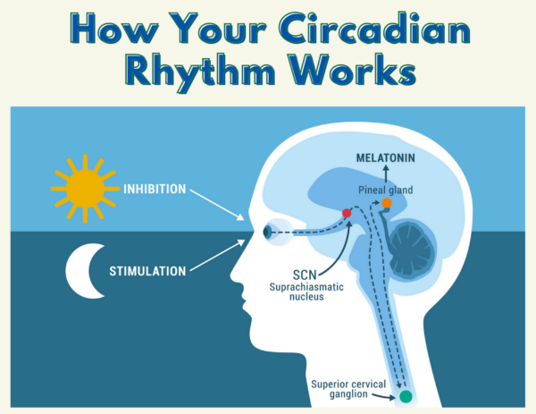 diagram of how the circadian rhythm works under the title "How Your Circadian Rhythm Works" 