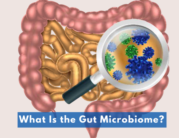 image of the gut above the title "What Is the Gut Microbiome?" 