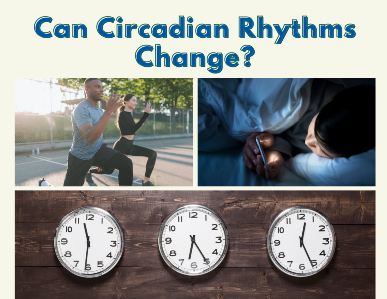 How Your Circadian Rhythm Works Hollywood Homestead