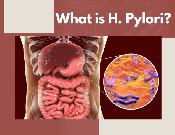 diagram of human torso with images of h pylori bacteria within the stomach 