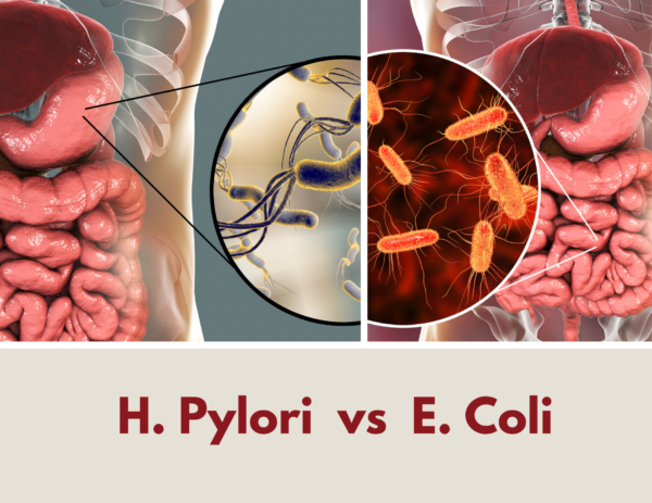 images of h. pylori bacteria and e. coli bacteria