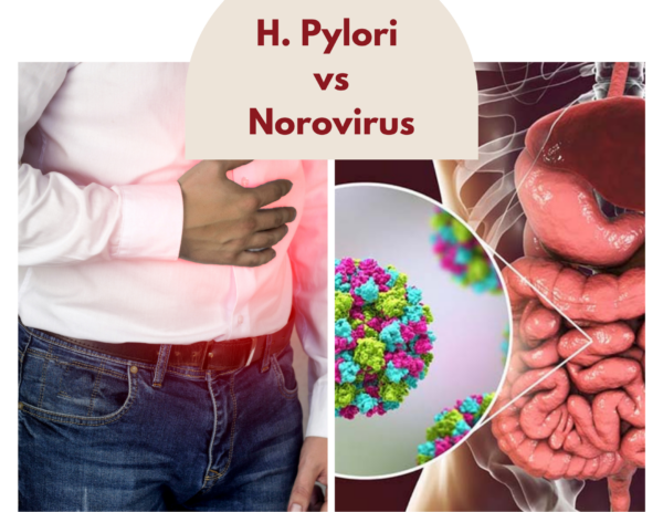 images of h. pylori bacteria and norovirus 