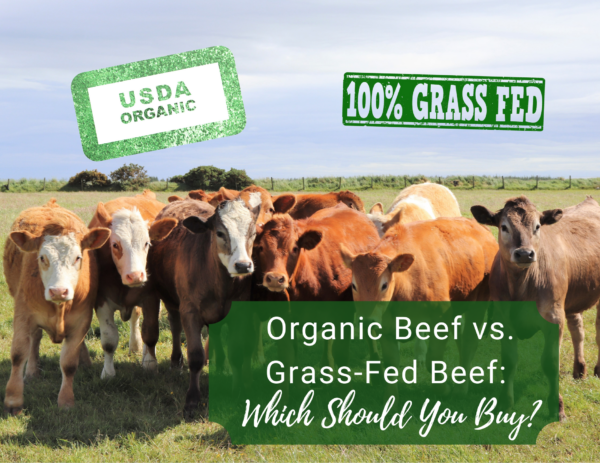cows on a farm above the title "organic beef vs. grass-fed beef: which should you buy" 