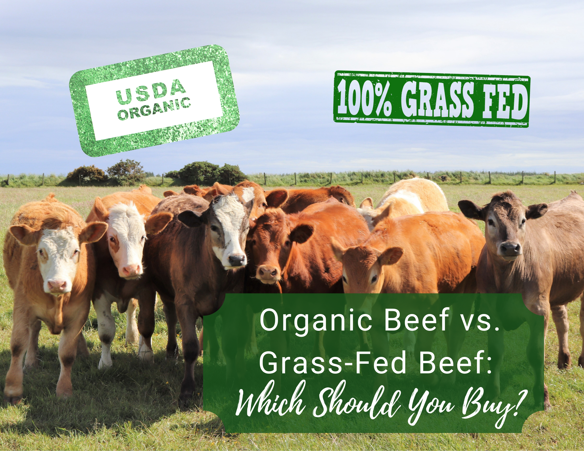 Organic Beef vs. Grass-Fed Beef: Which Should You Buy?