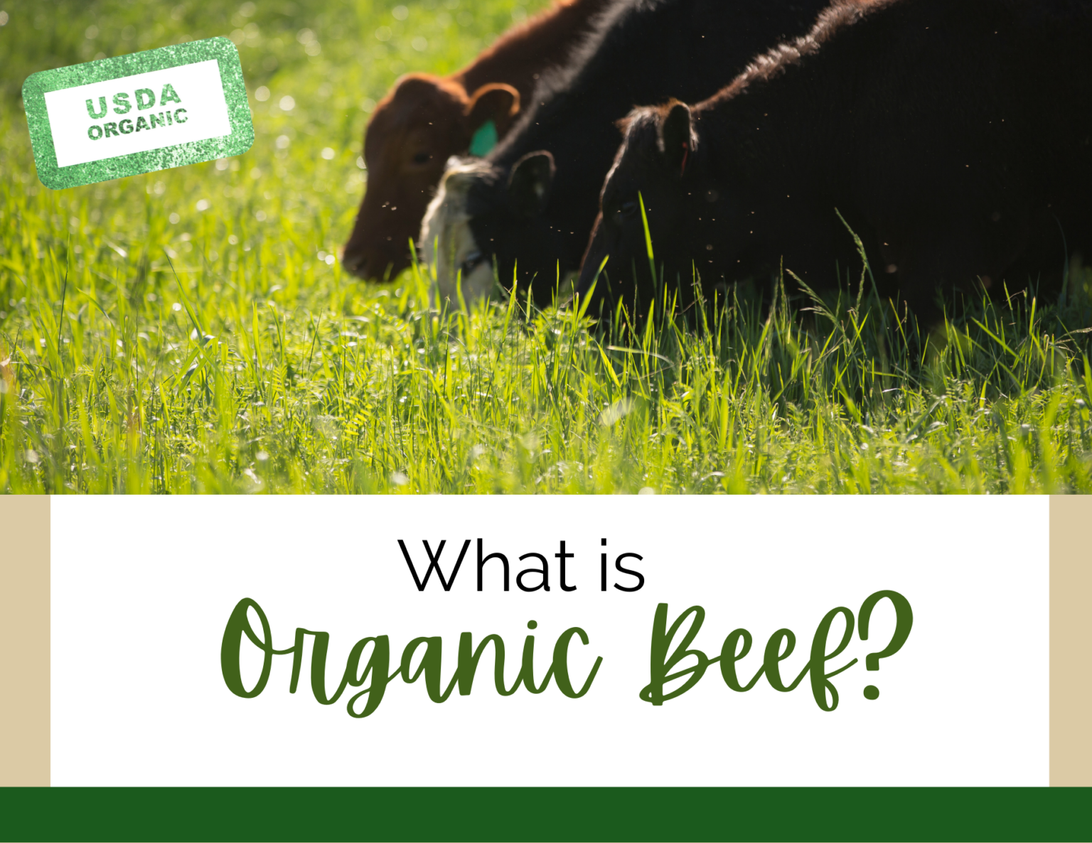 organic-beef-vs-grass-fed-beef-which-should-you-buy